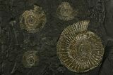 Fossil Ammonite (Dactylioceras) Cluster - Posidonia Shale, Germany #378186-1